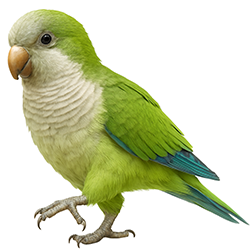 Monk Parakeet